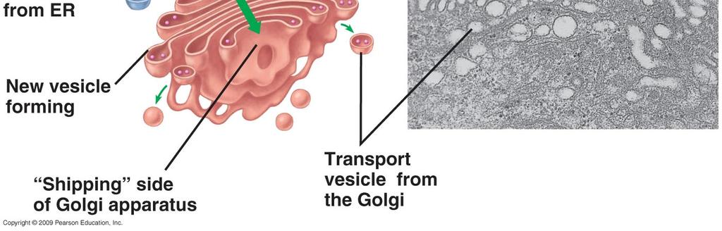 Tertiary (3D structure) The golgi apparatus Major functions include: 1) The golgi apparatus receives and modifies proteins