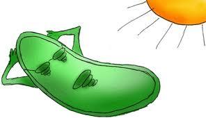 Chloroplast Where energy is made in the