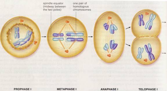 In meiosis, homologous chromosomes not sister chromatids line up on opposite sides of the metaphase plate. 4. In mitosis, the sister chromatids separate.