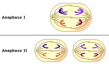Mitosis somatic cell duplication gamete precursor In meiosis, FOUR daughter cells (gametes) are not idenccal Haploid (23 chromosomes) 1 copy of each