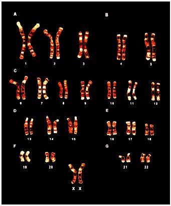 and Gender Outcome 23 matched pairs of chromosomes Human males 22 pairs of autosomes one pair of