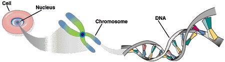 Genetics Overview Every cell has DNA, DNA condenses and forms chromosomes Genes are located on chromosomes and