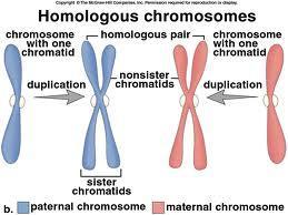 Homologous Chromosomes Chromosomes that have the same kinds of genes, similar in size and structure Each