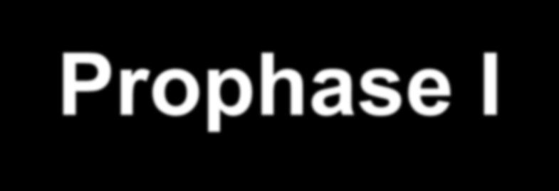 Prophase I - Synapsis Homologous