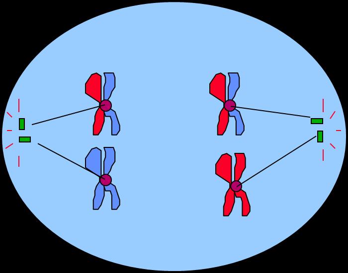Homologous chromosomes separate