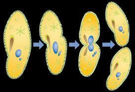 1.Binary fission Organism splits into