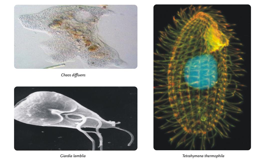 Protists use flagella, cilia, or pseudopods to move. Protist Reproduction Protists have complex life cycles. Many have both asexual and sexual reproduction.
