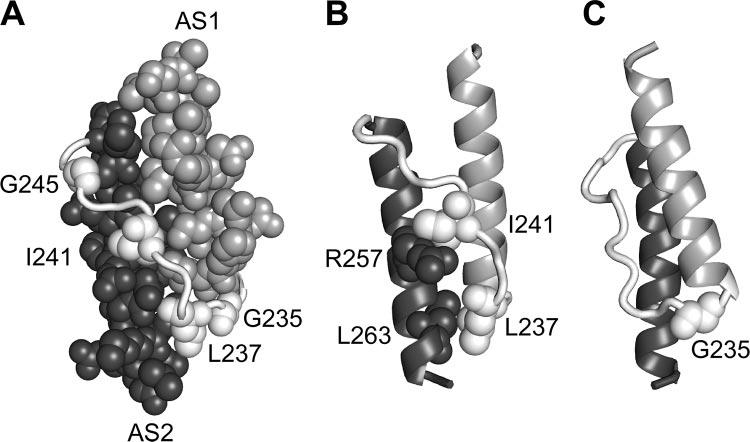 VOL. 190, 2008 MUTATIONAL ANALYSIS OF THE Tsr-HAMP CONNECTOR 6683 FIG. 7. Critical connector residues in the modeled Tsr-HAMP structure. For clarity, only one HAMP subunit is shown.