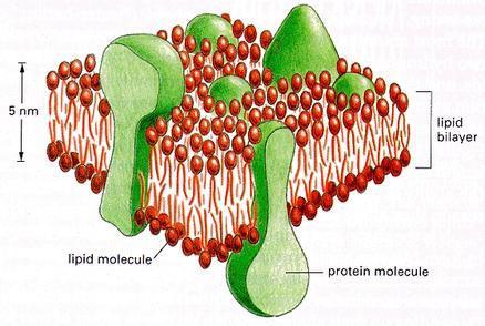 Smaller and simpler than plant or animal cells Bacteria are unicellular No nucleus - PROKARYOTIC Have a single closed loop of DNA, cell wall, cell membrane, cytoplasm and ribosomes Some have a