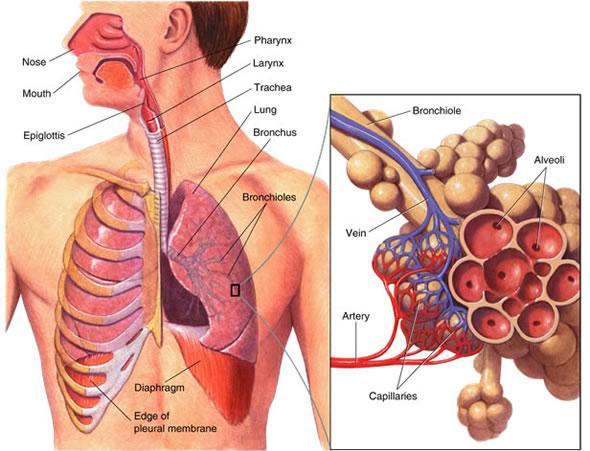 Bronchi: two tubes that take air to each lung o Lungs: two part organ where oxygen is absorbed o Bronchioles: small tubes that spread air throughout your lungs o Alveoli: tiny air sacs surrounded by