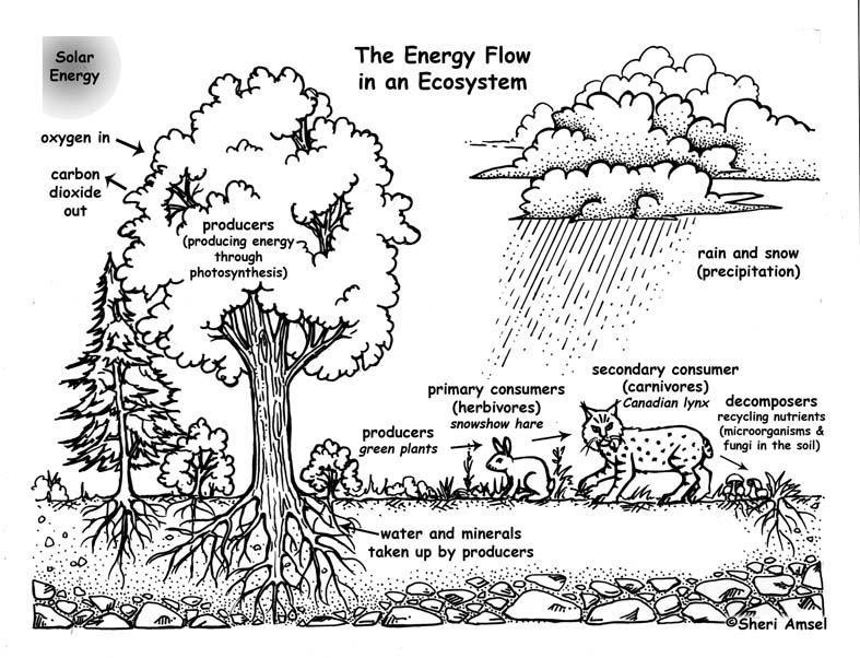 plants and meat There are different factors is an ecosystem o Abiotic factors are nonliving things o Biotic factors are living things, such as Producers: Organisms that take in energy from the sun to