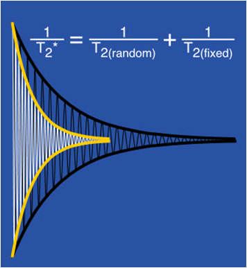 Relaxation the decay of the detectable signal Reality: T2* relaxation: Not only do the spins dephase because of spin-spin interactions, but also because of (repeatable, nonrandom, fixed)