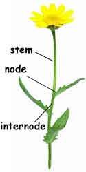 Plant Parts - Stems Hold leaves, flowers, buds & fruit in the best position for them to carry out their functions Carry water & nutrients from the roots to the whole plant Carry