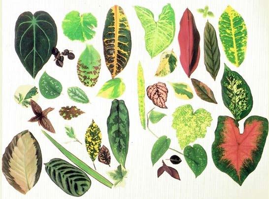 Plant Parts - Leaves Leaves are the food making factories of green plants Leaves are designed to capture sunlight which the plant uses to make food through a