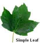 Simple leaf Leaves can be simple.