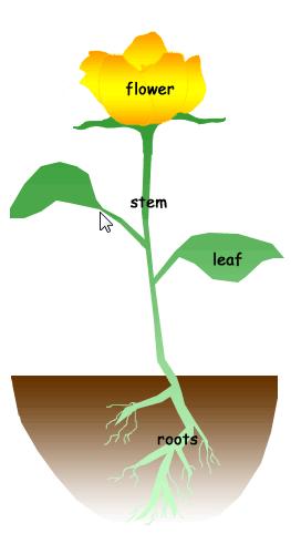 Basic Plant structure Plants are made up of different parts Each