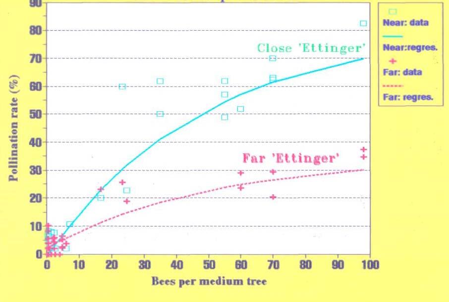 Hass cross-pollination rate as a function of bee density and distance from the pollinizer Close Ettinger Far