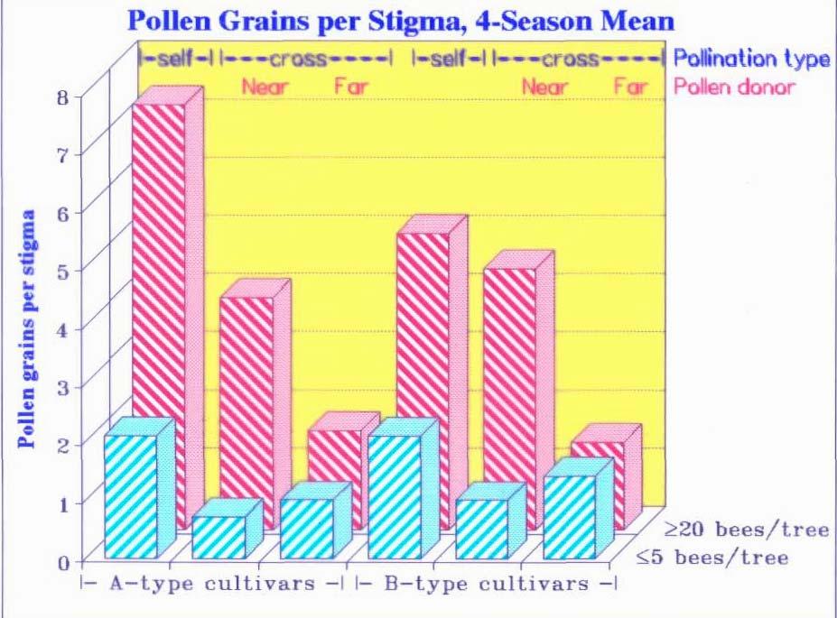 The need for many honeybees: number of pollen grains per stigma l-close-l---cross---l l-close-l--cross--l Near Far Near Far Pollinizer Conclusions: a. Number of bees per tree: five are not enough.