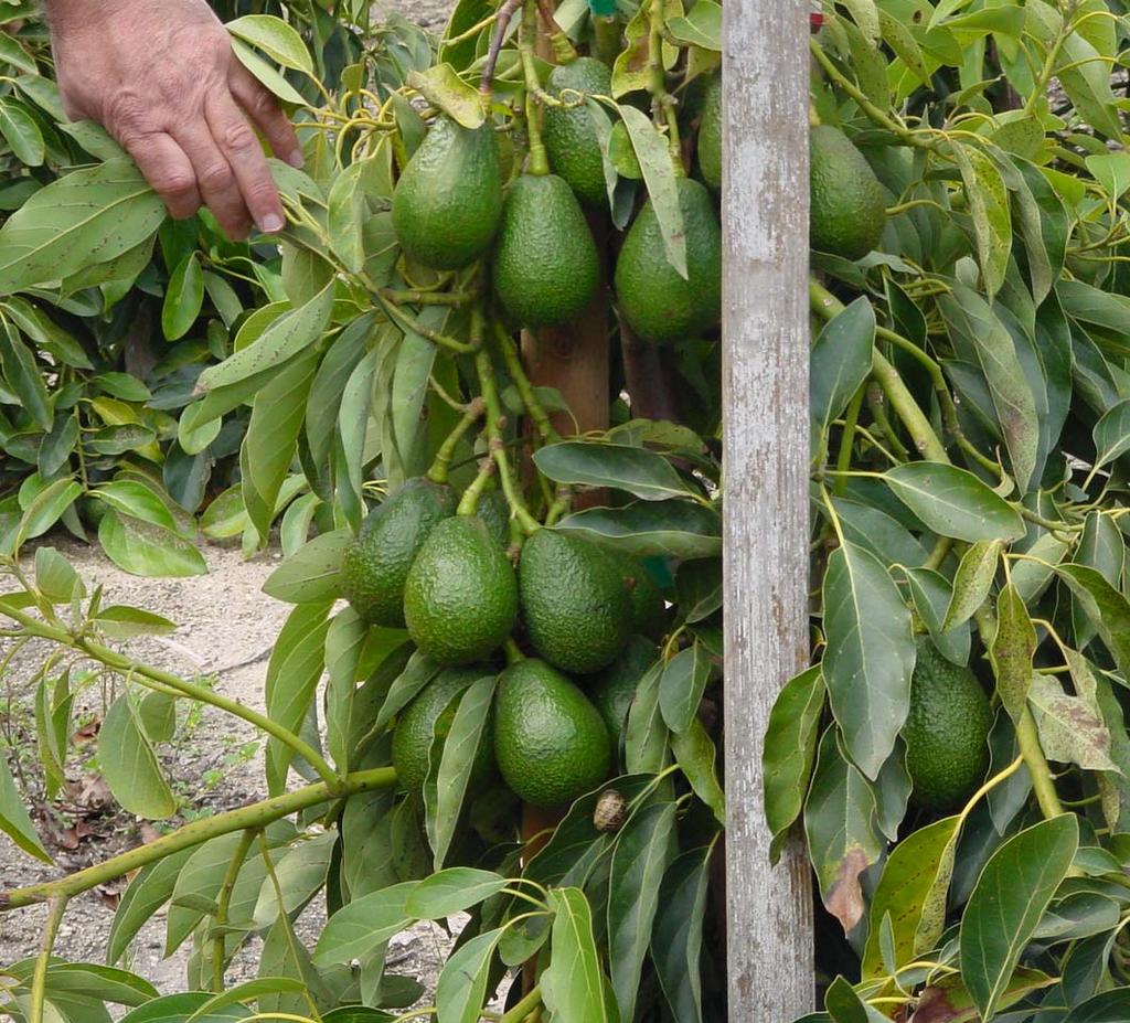To maximize avocado yield one needs: A.