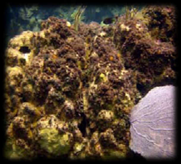 nutrient/sediment input Healthy reef system,