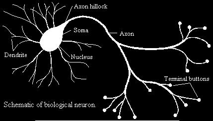Neuron --