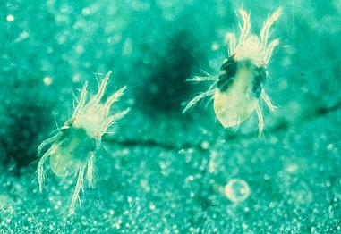 The two-spobed spider mite abacks nearly all greenhouse plants as well as outdoor