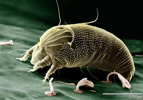Eriophyid mites are plant parasites that penetrate plant cells and suck up the