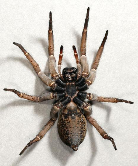 Kingdom: Animalia Phylum: Arthropoda ( Jointed Foot animals) Class: Arachnidia Order: Araneae (Spiders) Pedipalp
