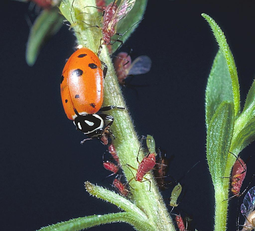 Convergent lady beetle eating aphids