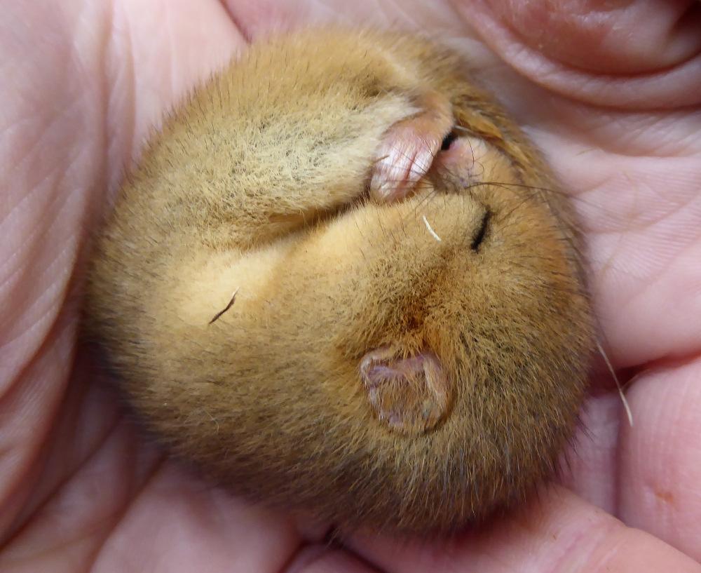 Introduction A reintroduction of 35 captive bred Hazel Dormouse Muscardinus avellanarius into Freeholders Wood, Aysgarth was undertaken in 2008 and has previously been documented by White and Court