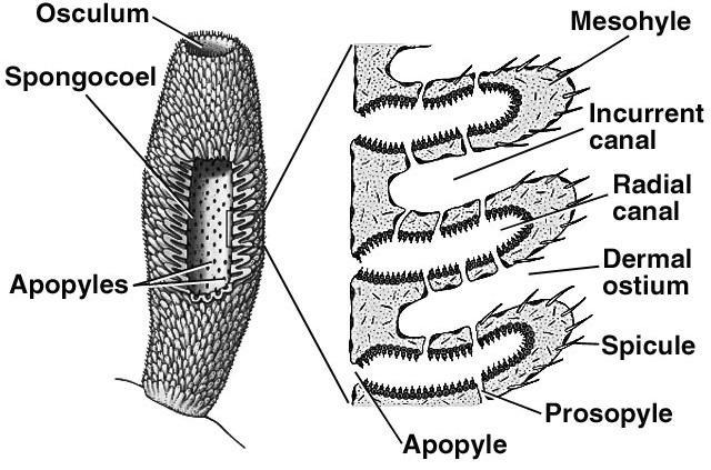Observations of Porifera The Asconoid Sponges Asconoid sponges have the simplest organization.