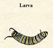 Larvae don t look like adults. Caterpillars, grubs and maggots are larvae that grow up to be butterflies, beetles and flies as adults.