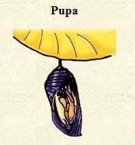 When a larva has finished growing, it forms a pupa (plural: pupae). The pupa is the insect s transforming stage.