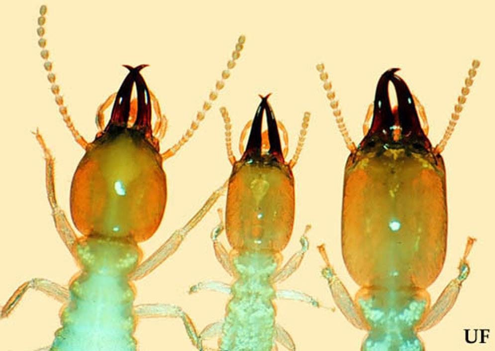 Microscopic examination of the mandibles reveals diagnostic differences.