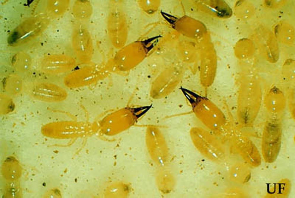 Heterotermes subterranean termite soldier with mandibles in resting position (top) and fully closed (bottom). Figure 4. Heterotermes subterranean termite soldiers and workers. Figure 2.