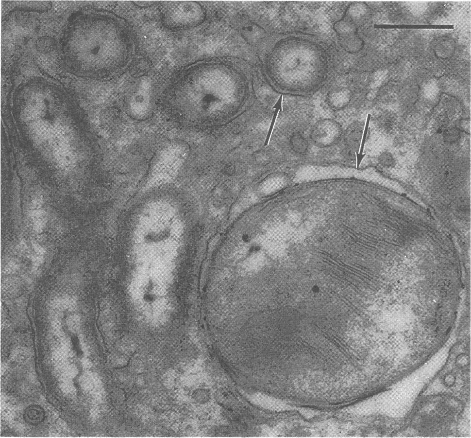 6 2 Gill -35.6-8.7 Mantle -34.0-10.5 3 Gill -35.1-9.9 Mantle -34.6-9.9 FIG. 2. Transmission electron micrograph of the MAR mytilid at a greater magnification than that used for Fig. 1.