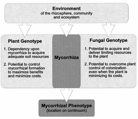 Chapter 1- MYCORRHIZAE AN OVERVIEW inoculation changes if different AM fungal species are used as inoculants, or if edaphic conditions are altered (Sieverding, 1991). 1.3.2.
