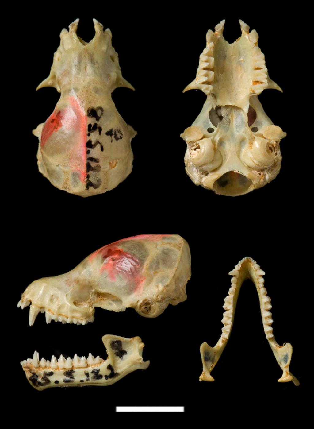 FIGURE 7. Dorsal, lateral and ventral views of the skull and mandible of the holotype of M. simus (BMNH 85.5.12.2). Scale bar = 5 mm.
