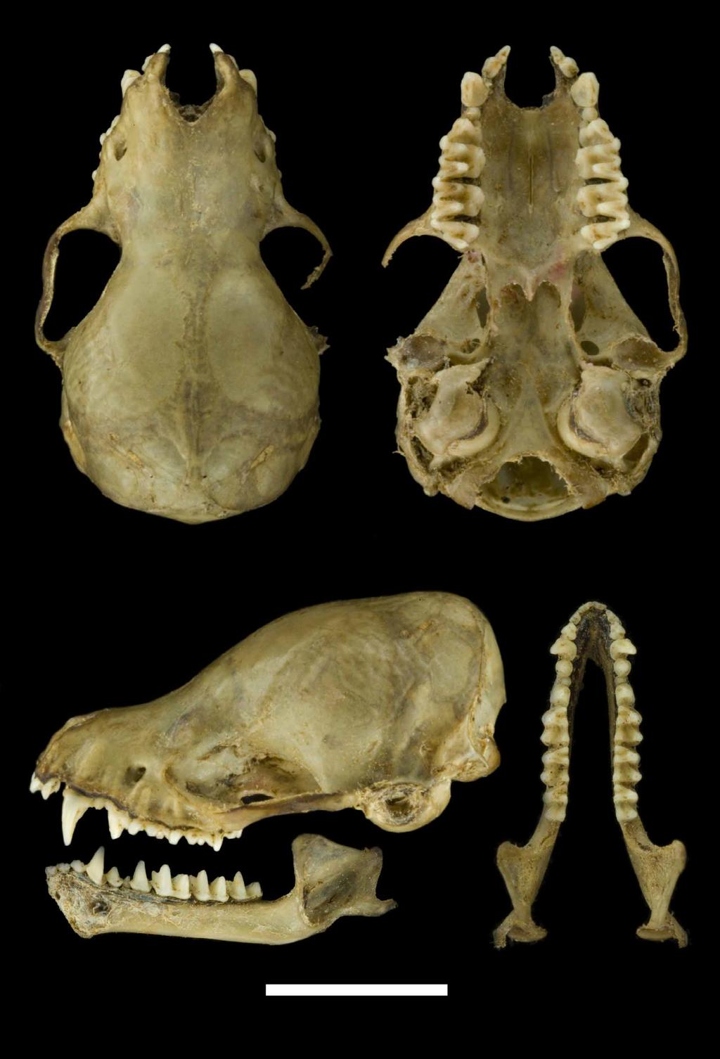 FIGURE 3. Dorsal, lateral and ventral views of the skull and mandible of the holotype of M. guaycuru (ALP 9277). Scale bar = 5 mm.
