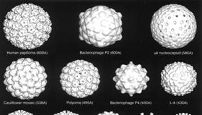 Icosahedral Symmetry in Viruses Icosahedral symmetry involves 6