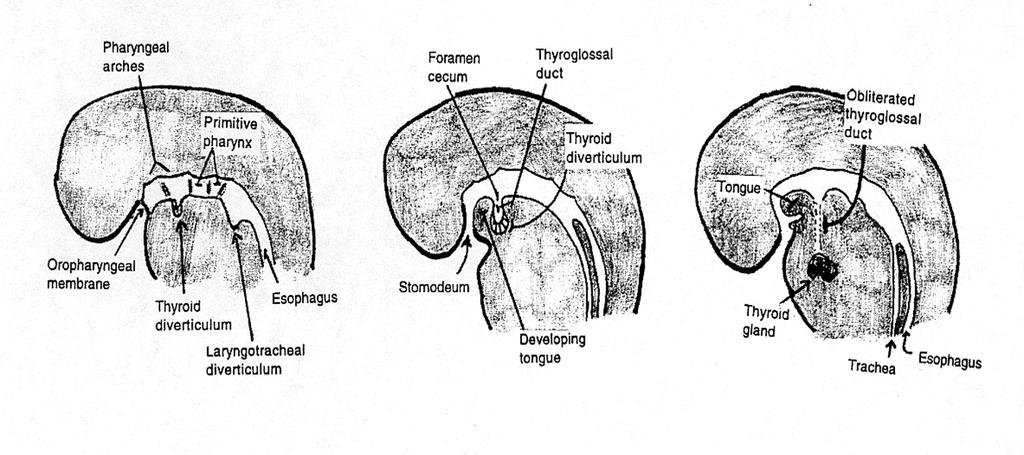 Merging of the tongue prominences result in 2 superficial landmarks, the median sulcus and terminal sulcus.