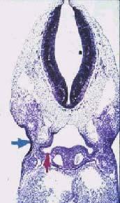 (See arrows in photomicrograph below) -Pouches, grooves and membranes take the number of the arch immediately cranial to them.