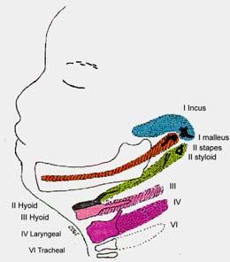 Stylohyoid ligament Ant.