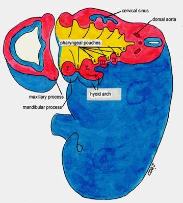 06. Common anomalies: Cysts, sinuses, and fistulas. Cysts, sinuses and fistulas are all remnants of ducts that should have obliterated.
