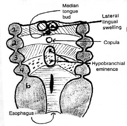 07. The tongue derives from a series of swellings on the floor of the pharynx All of these swellings are associated with particular pharyngeal arches.