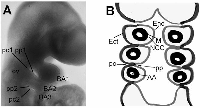 skeleton of each arch derive from the neural crest cells (Couly et al., 1993; Kontges and Lumsden, 1996). Figure 1. Branchial arches. A side view of the mouse embryo at E9.5 (A).
