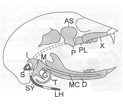 bone is laid down intramembranously next to cartilage, and others are replaced by endochondral bone formation (Le Douarin and Kalcheim, 1999). Meckel's cartilage is the first arch cartilage.