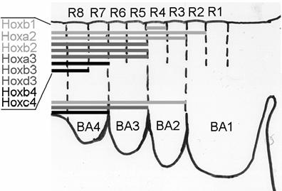 unique combination of Hox genes. Only exception is rhombomere 1 where Hox expression is missing (Fig. 5).