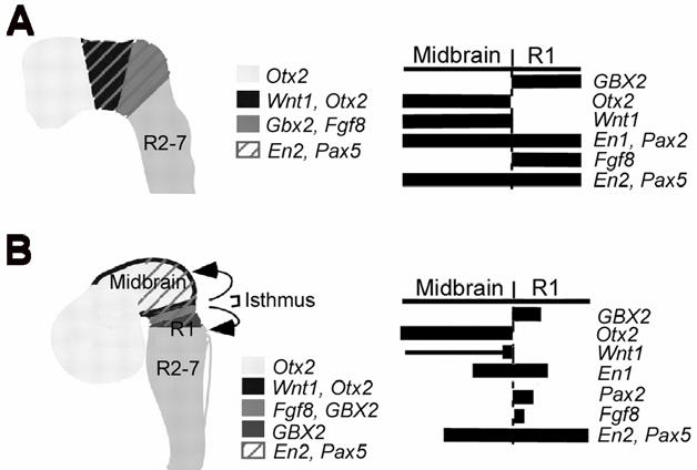 Figure 6. Early patterning in the midand hindbrain region. Schematic (left) and graphic (right) presentations of gene expression patterns at 5-somite stage (A) and E9.5 (B).