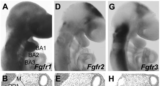 Figure 8. Expression of Fgfr1-3 in the branchial arches. Whole mount in situ hybridization with Fgfr1-3 probes at E9 (A,D,G).